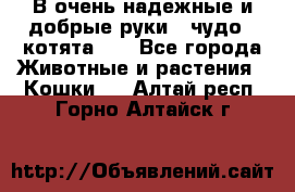 В очень надежные и добрые руки - чудо - котята!!! - Все города Животные и растения » Кошки   . Алтай респ.,Горно-Алтайск г.